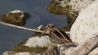 Jack Snipe ( Lymnocryptes minimus) חרטומית גמדית
