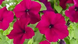 Benary&rsquo;s Petunia Success!&reg;  and Boom! HD&trade;