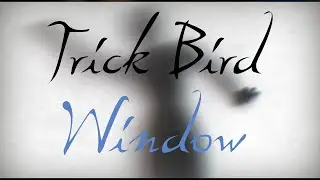 Window - Trick Bird