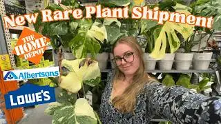 NEW 29$ Rare Plant Finds at Home Depot, Safeway & Lowes 🫣 Big Box Houseplant Shopping 2025 🤑