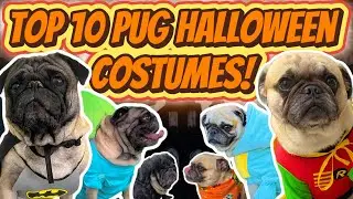 Pug Halloween Costumes Guaranteed to Make You Smile! (Top 10 Pug Costumes!)