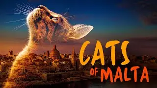&laquo;Мальтийские коты&raquo;: американский трейлер фильма 2023 года | Nexus Production Group