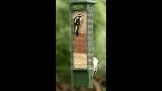 Duncraft Suet Cake Trifecta Feeder 4672