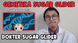KUPAS TUNTAS GENETIK SUGAR GLIDER APA ITU HET? POSS HET? || Dokter Sugar Glider Eps. 04