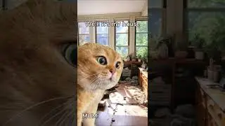 pov: go clean your room! | Cat Meme #catmemesdaily #cattomemes #catmemes #cleanyourroom #comedymemes
