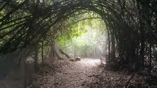 Sanjay van dehli