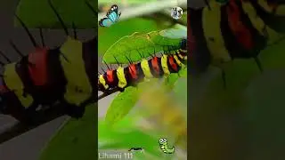 Exploring Strange Caterpillars | Lihami 111 #CaterpillarJourney #CaterpillarTransformation