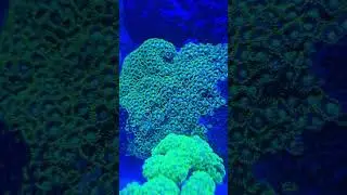 Biocube 32 Blue LED