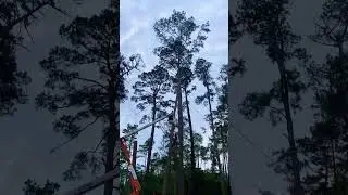 Popping Tops in South Georgia after Hurricane Helene.    #outdoorexposure  #outdoor treework