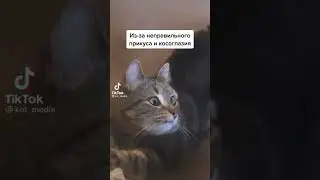 КОТ ЛЮБИМКА