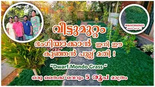 വീട്ടുമുറ്റം ഭംഗിയാക്കാൻ ഇനി ഈ കുഞ്ഞൻ പുല്ല് മതി | Dwarf Mondo Grass Kerala #mondograss #homedotapp
