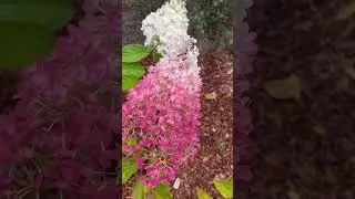 Метельчатая гортензия Стробери Блоссом#hydrangea panicul Strawberry Blossom