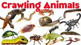 Crawling Animals Names & Sounds for Kids | Real Pictures & Videos | Live Learning