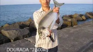 PESCA  DOURADA  ALGARVE