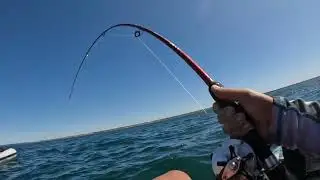 CORVINA 22KGR PESCADA DESDE KAYAK HUELVA