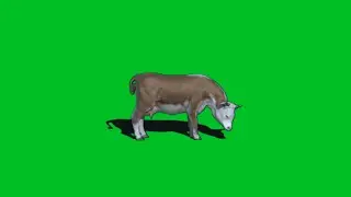 Red And White Cow Eating Gras Green Screen