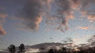 Grackle flock
