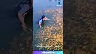 Are They WALKING ON FISH?! 😂 This Fish Herding is the Wildest Thing I've Seen All Day! #fish