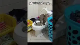 my friends cat VS my cat🐈🐈&zwj;⬛ #cat