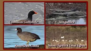 Wildlife Stories From the Refuge Common Gallinules. Alligators, Coots. Snowy Egrets & Great Egrets.