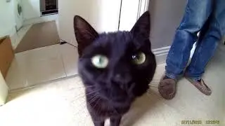 Animals close-up with a wide angle lens