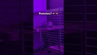 #roblox #polska #minivlog #chomiki #hamster #tiktok #shorts #youtube #youtubeshorts