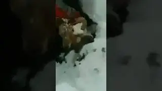 Heart Melting Rescue of Buried Sheep from under snow 😱🥺
