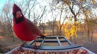 Cardinals Compilation | Relaxing Bird & Nature Video