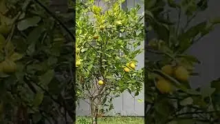 Ripe Lemons on the Tree #shorts #fruit #food