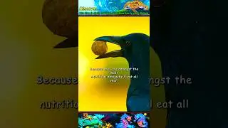 This Crow is highly Intelligent and knows how to crack Walnuts.  #wildlife #animals #shorts