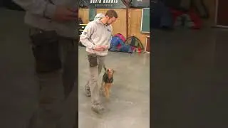 Amazing Airedale Terrier 19 Wk Miss 