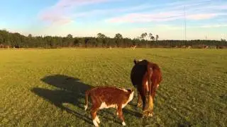 Herding Cattle with a Drone