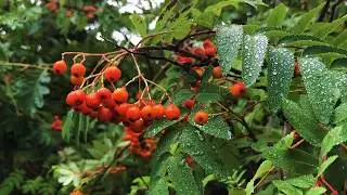 HORSENDEN HILL PROMOTION VIDEO