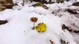 복수초-Adonis amurensis