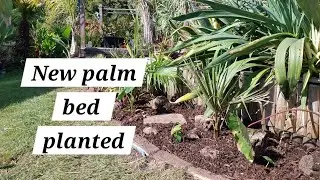 SIX new palms planted in my UK garden 