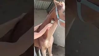 Стрижка лошади #конныйспорт #кони