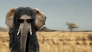 Baby elephant's walk(Metal cover)