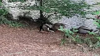 Mother  Mallard Duck Bravely Protecting her Ducklings from the Aggressive Coot   --  Part 1