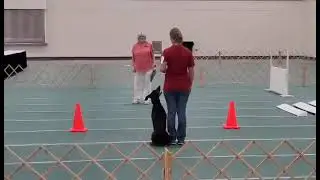 Teaka - Open B - Admiral Perry Obedience Club