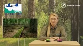 Natura 2000 w Nadleśnictwie Hajnówka