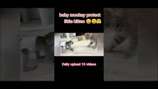 baby monkey protect little kitten😊😊🤗