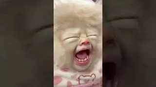 Baby yeti Icelyn is scared of monster shoes! 😳