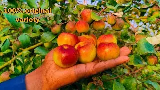 Ball sundari apple ber plant available in my nursery (N plant nursery) contact us ☎️= 9732461279