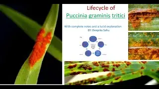 Жизненный цикл Puccinia graminis tritici: с полными примечаниями, объяснениями и советами по подготовке к экзаменам