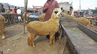 Top quality mundra chatra lakha mundra desi cross chatry | gujranwala bakra mandi
