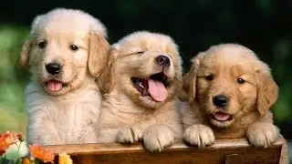 Funny Animals Compilation 2015