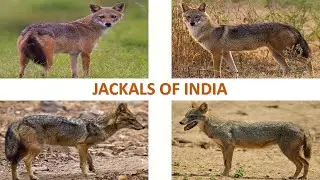 Jackals of India 🇮🇳 | Mammals | Indian Animals