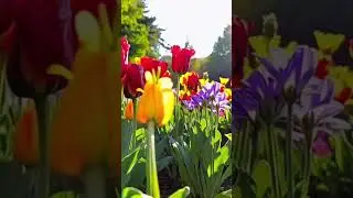 flower my house! #drone #music #chill #spring #summer!! #travel #ai
