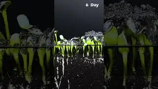Growing Sunflower Plant from Seeds - Soil cross section #greentimelapse #gtl #timelapse