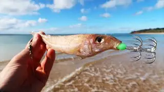 Big Squid Cannot Resist This Bait!!